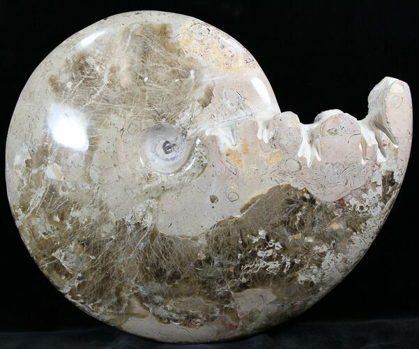 Polished Ammonite (Choffaticeras?) - Goulmima, Morocco #27368